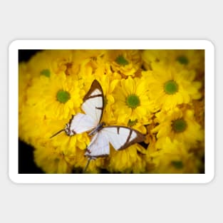 White Exotic Butterfly On Yellow Poms Sticker